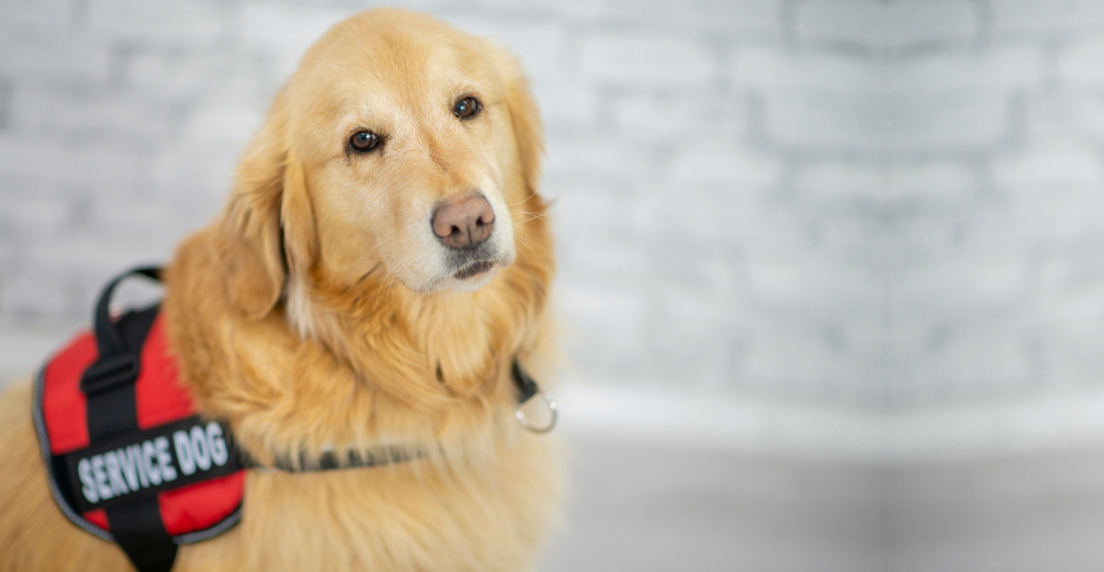 What dogs can store be service dogs